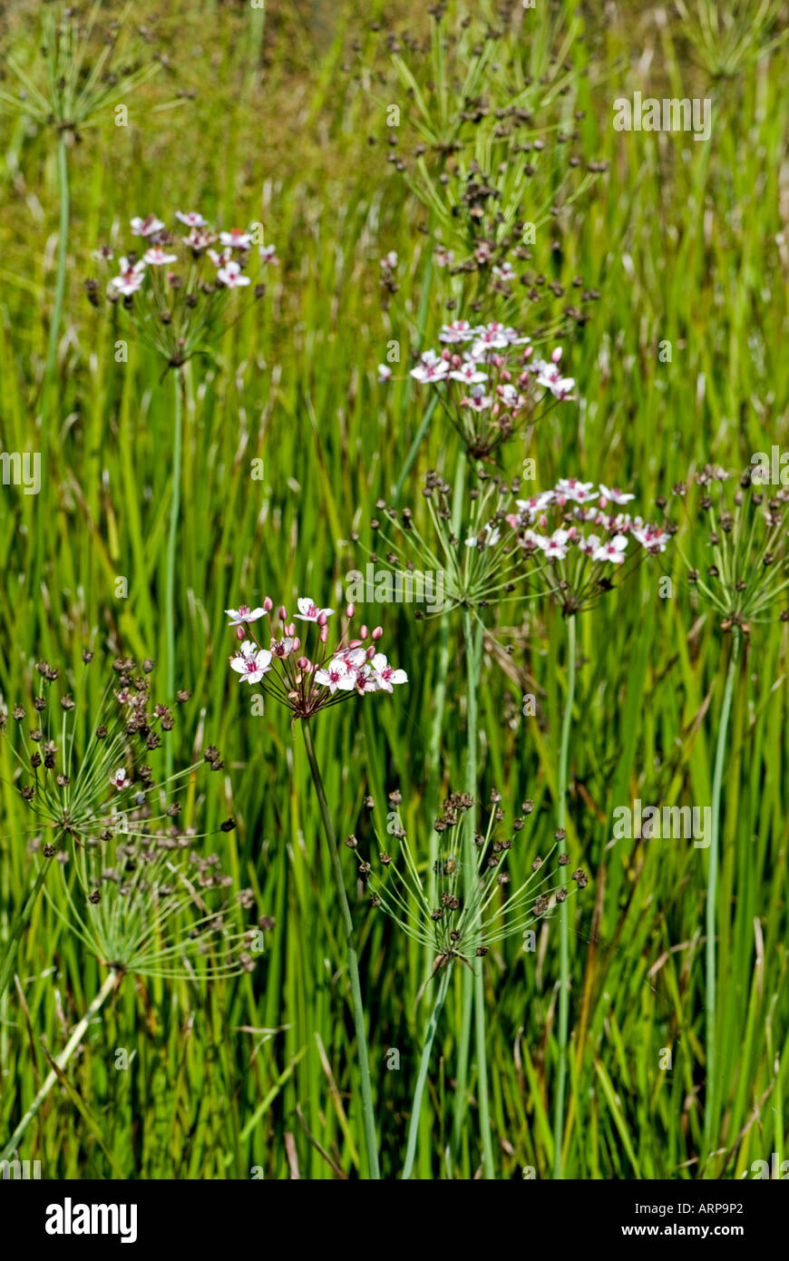 Blühende Rush (Butomus Umbellatus) Stockfoto