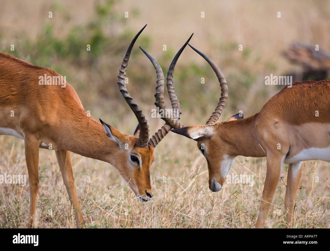 Männlichen Impala mit gesperrten Hörner Masai Mara Stockfoto