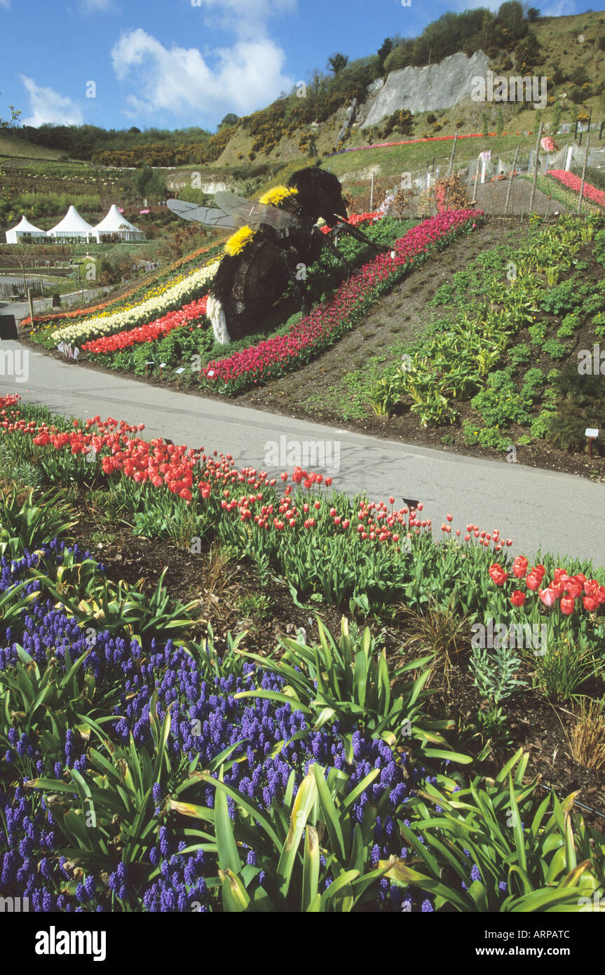 Riesige Biene-Skulptur/Kunst-Installation unter den bunten Narzissen und Tulpen im Eden Project in Cornwall England UK Stockfoto