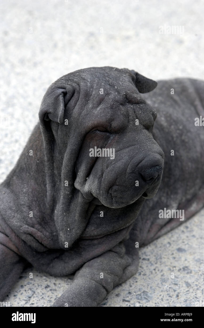 Shar-Pei Hund Stockfoto