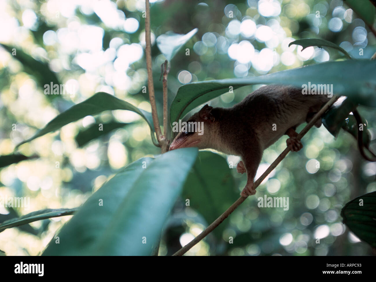 Linnés Maus Possum im Baum Stockfoto