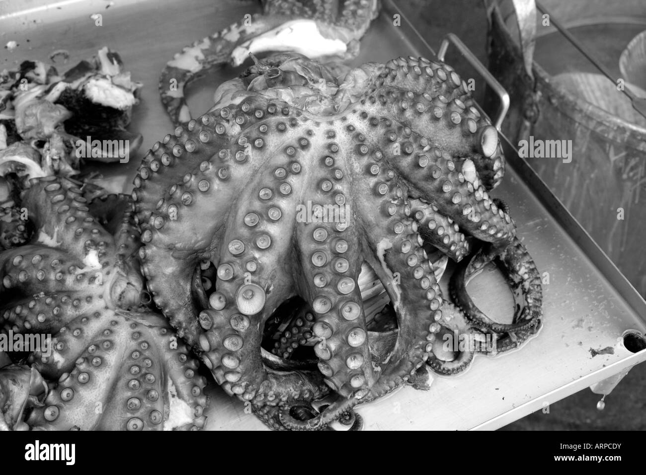 Pulpo (Krake), traditionelles Gericht aus Galicien, Spanien Stockfoto