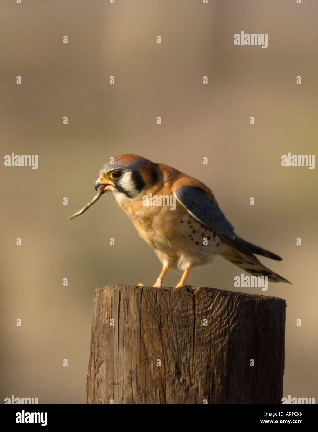 American Kestrel männlich Stockfoto