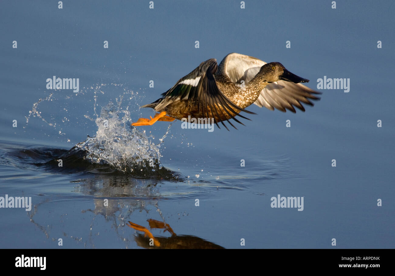 Northern Shoveler Weibchen, das vom Wasser abhebt Stockfoto