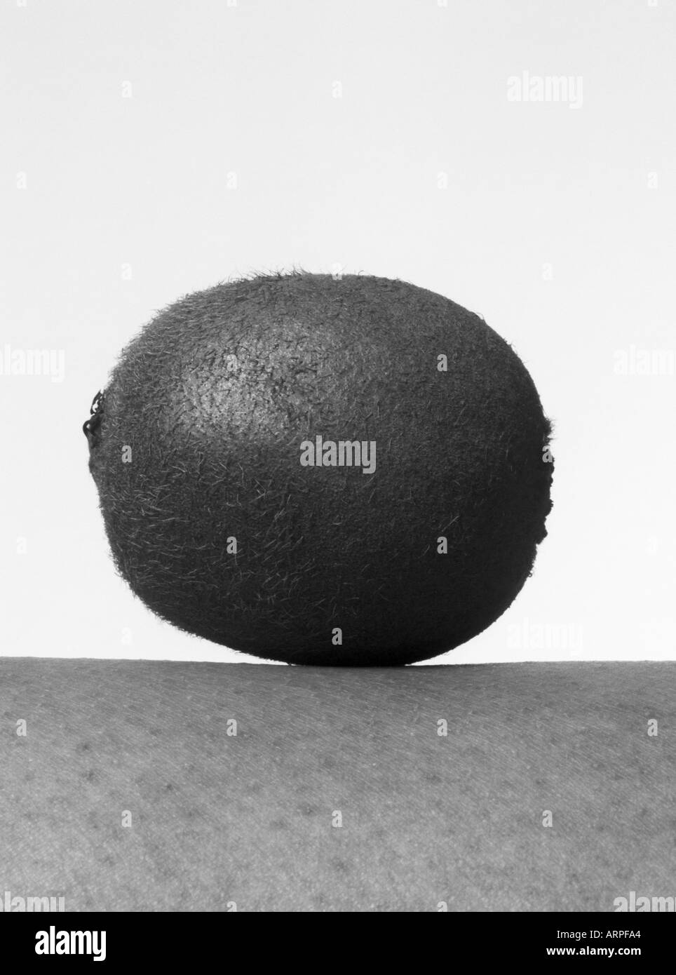 Schließen Sie herauf Bild der Kiwis im Studio gedreht Stockfoto