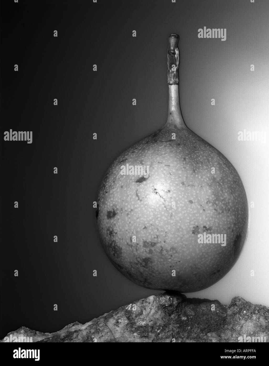 ein schwarz-weiß Bild von einem Sharonfruit auf einem Felsen Stockfoto