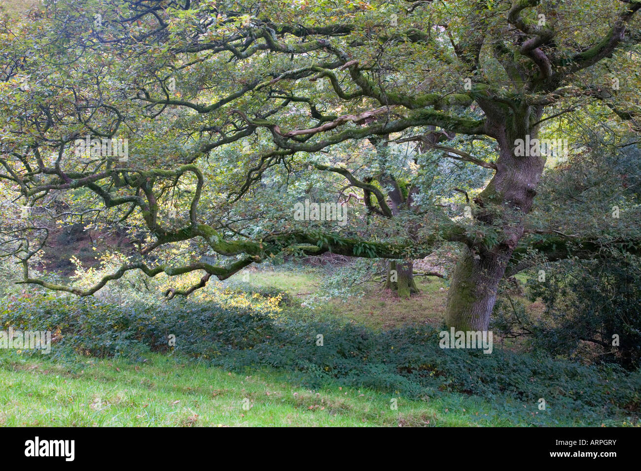 Okement Tal Okehampton devon Stockfoto