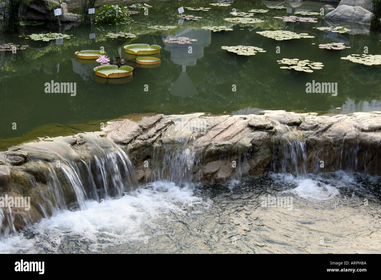 Hong Kong Park im zentralen Bezirk von Hong Kong Island Stockfoto