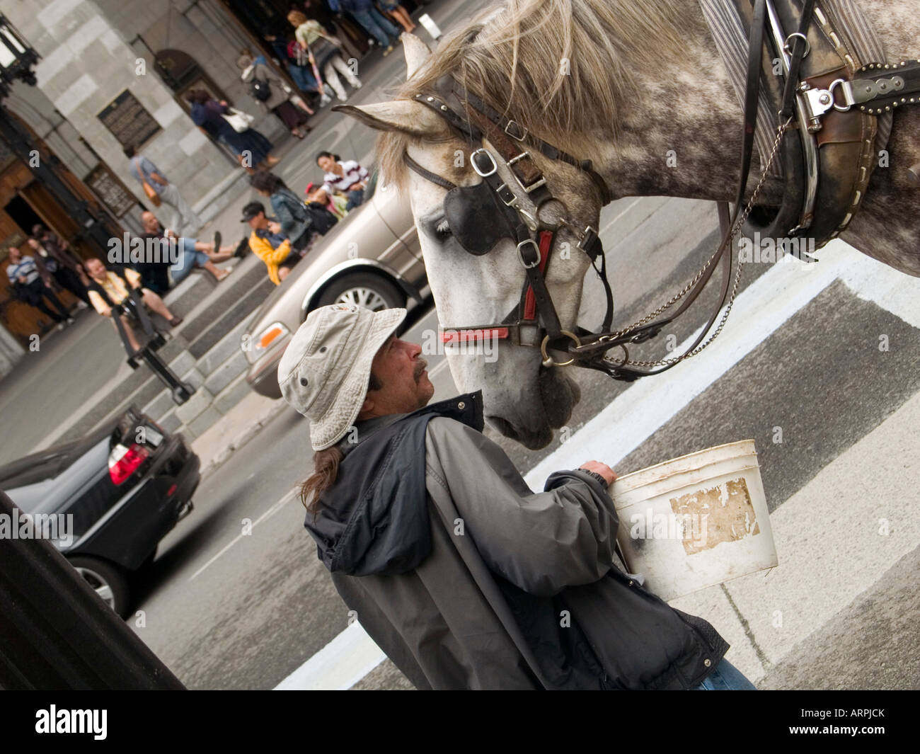 Ein Mann, der sein Pferd auf Rue Notre Dame vor der Basilika Notre Dame, Vieux Montreal Quebec Kanada Fütterung Stockfoto