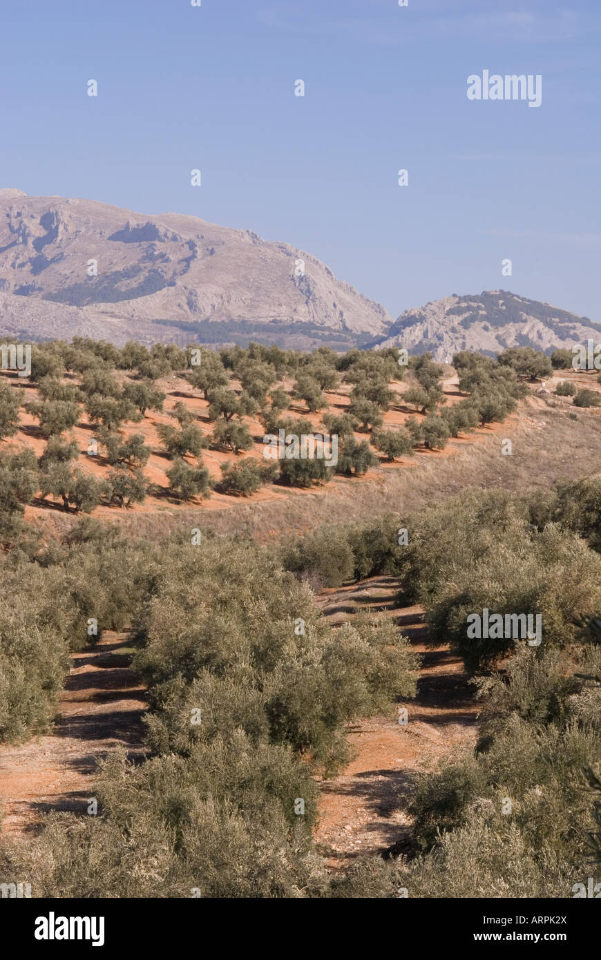 Olivenhain in Jaen, Spanien Stockfoto