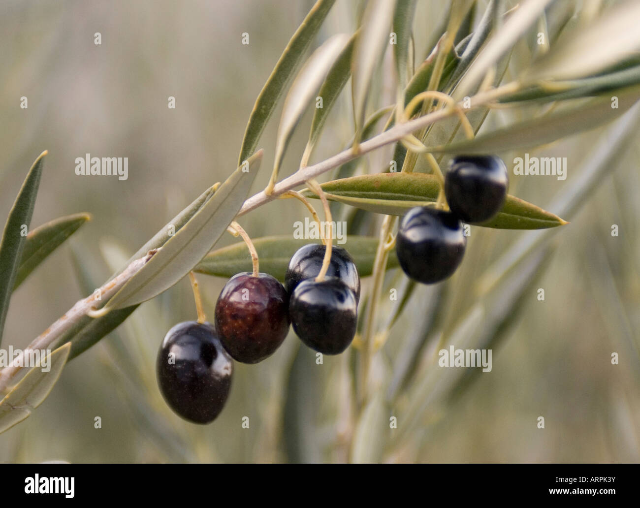 Nahaufnahme eines glänzenden Oliven auf einem Ast Stockfoto