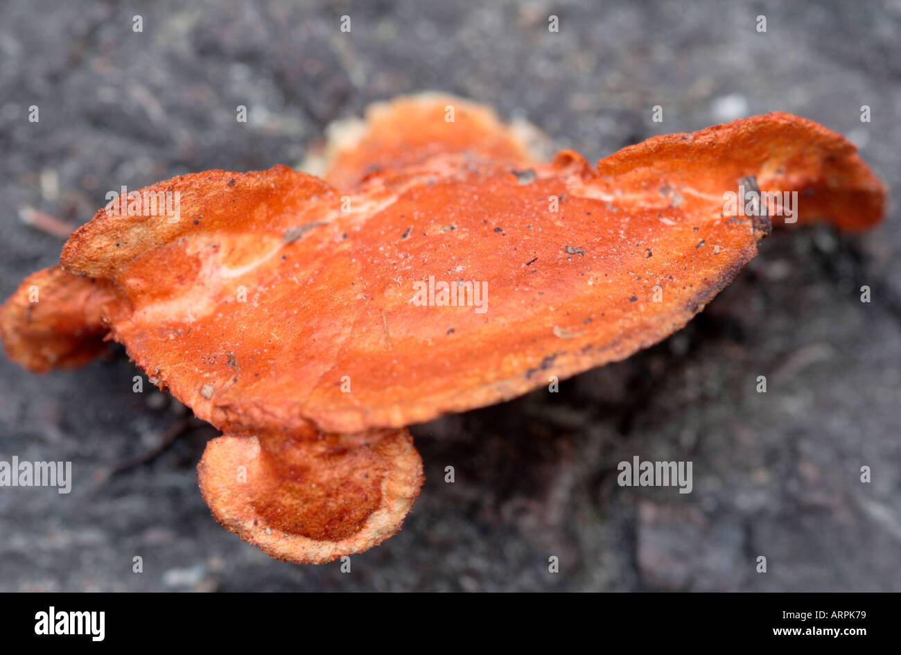 Nahaufnahme von Ganoderma Lucidum orange Halterung Pilz Stockfoto