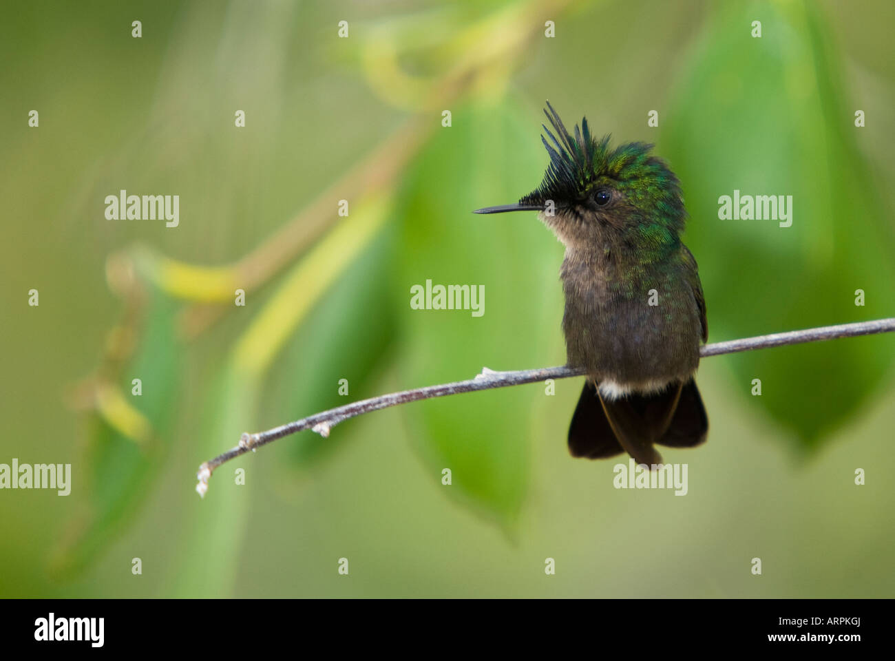 Antillean crested Kolibri Stockfoto