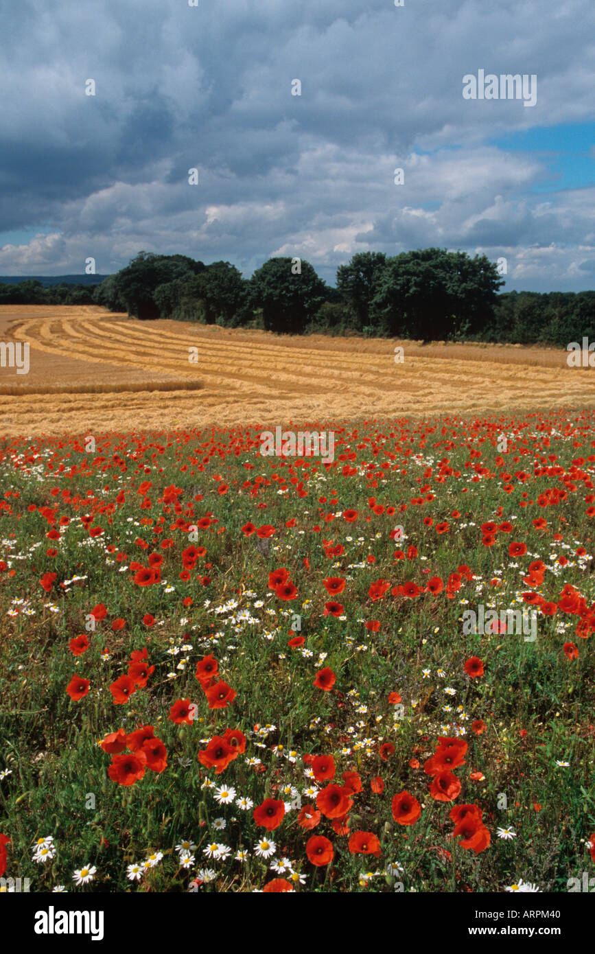 Blumige Landzunge auf Ackerland Stockfoto