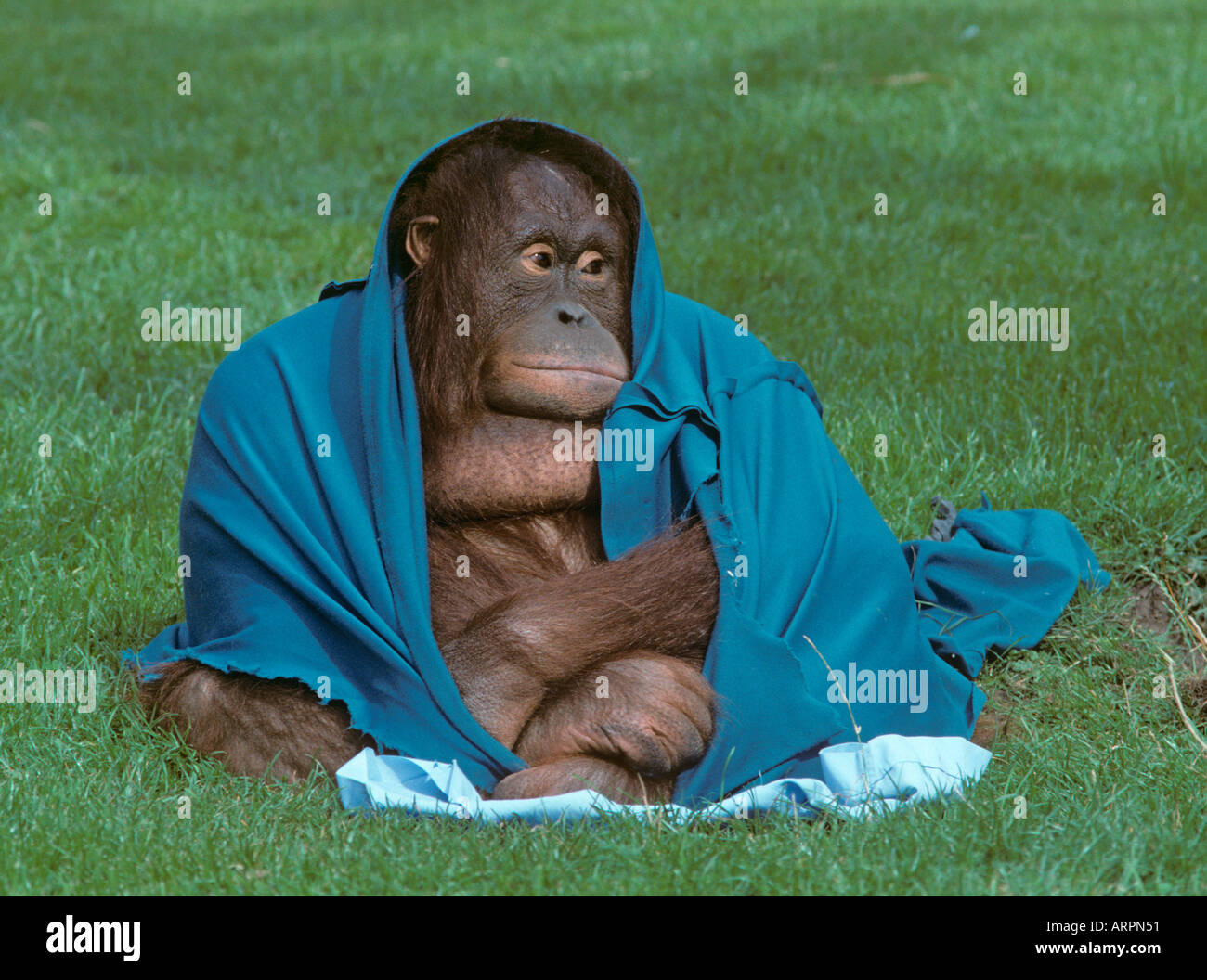 Orang Utan Pongo Pygmaeus Säugling Dressing Up Stockfoto