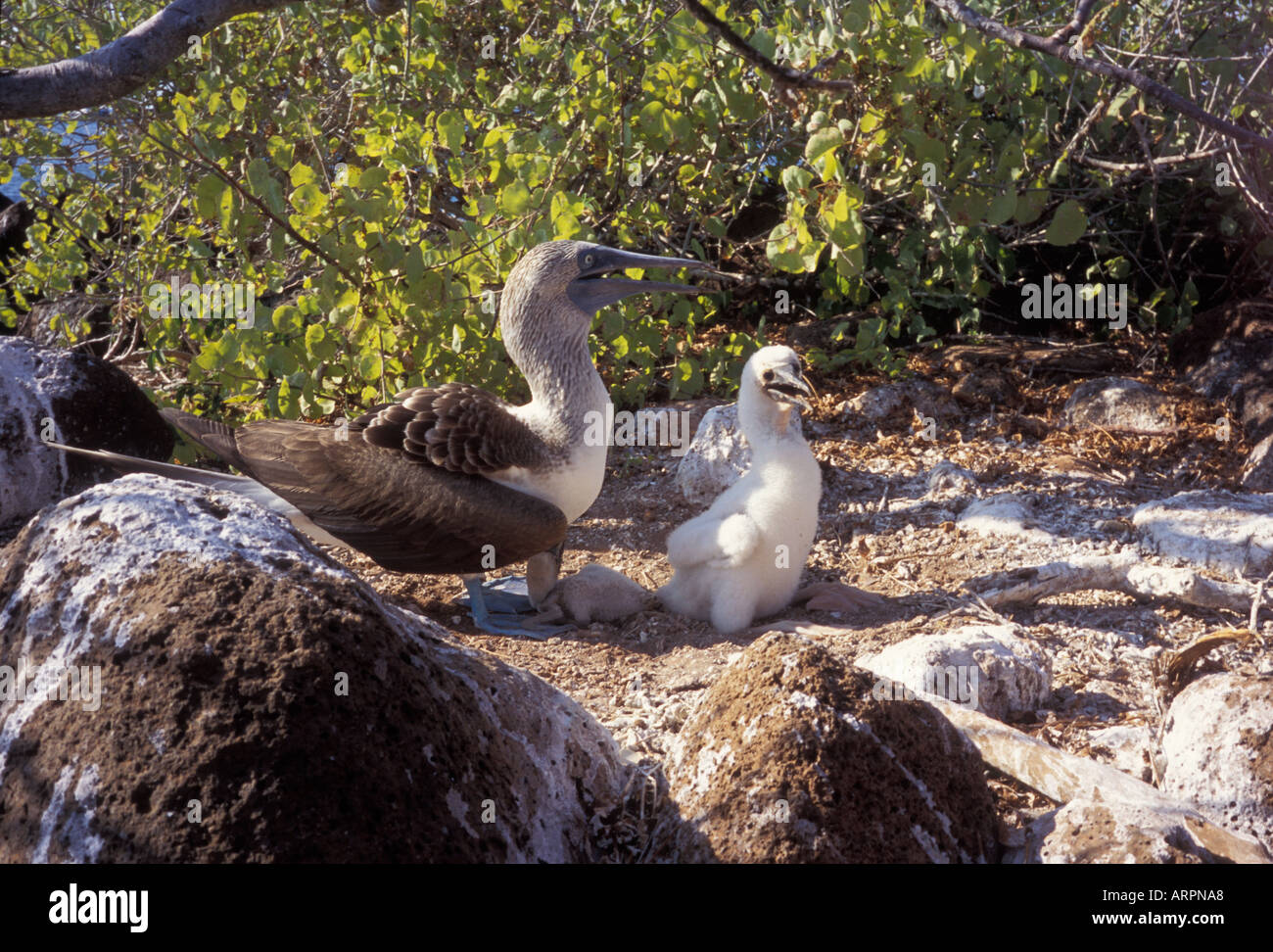 Galapaguera Sprengfallen mit zwei Küken groß und wer wird sterben auf den Galapagos-Inseln Stockfoto
