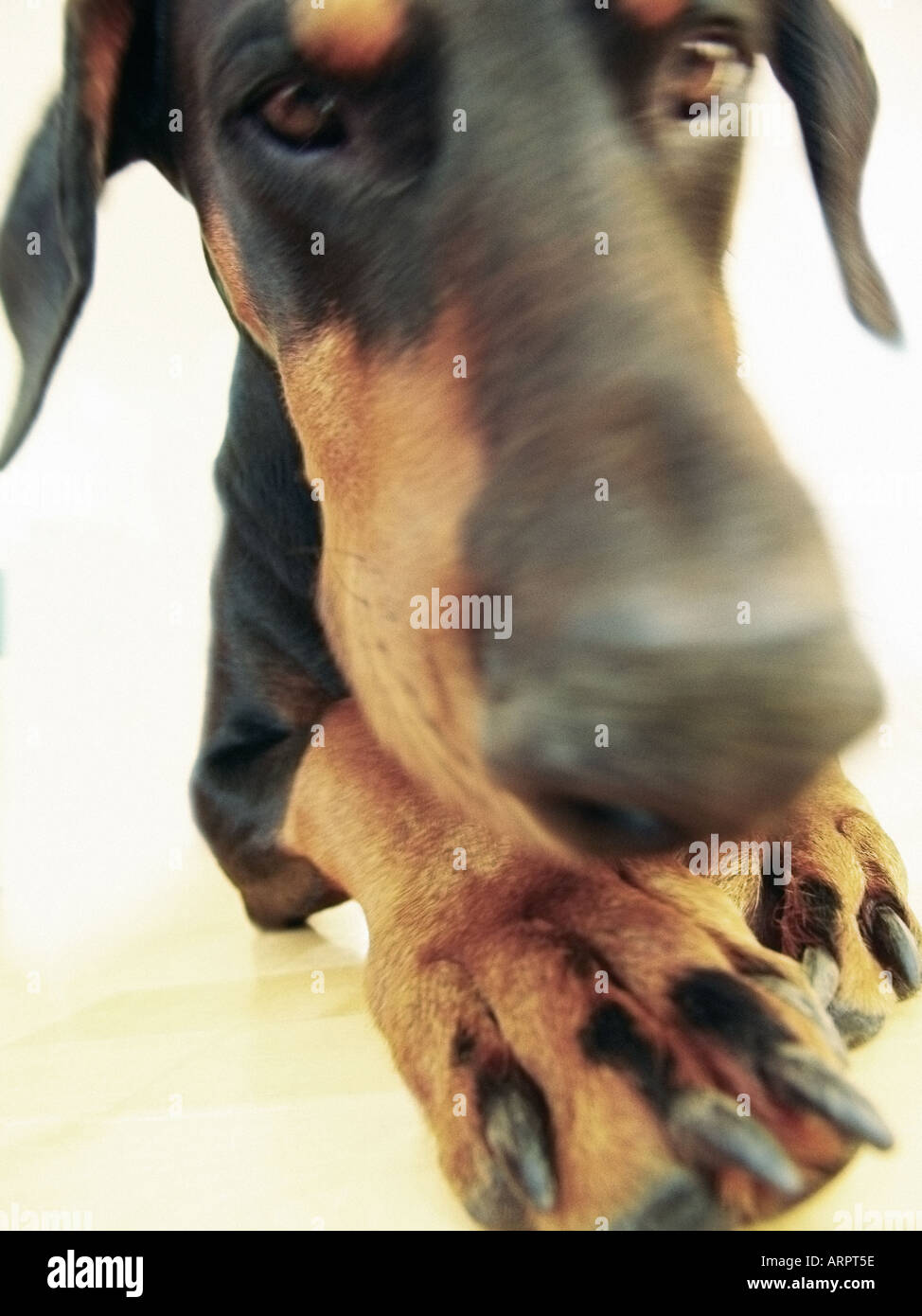 Nahaufnahme von einem Dobermann-Hund Stockfoto
