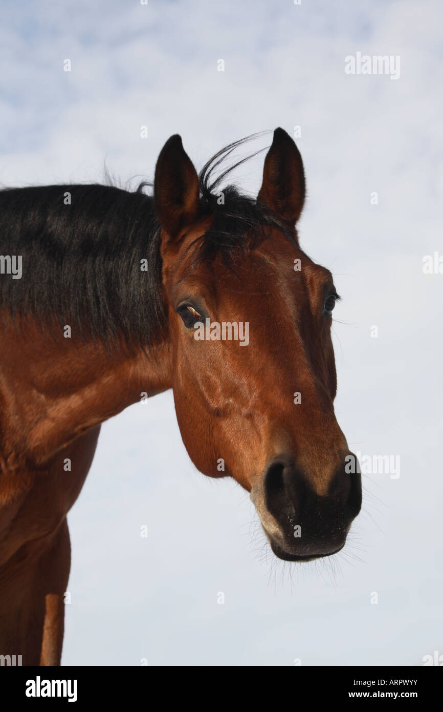 Porträt von der Bucht Vollblut Pferd Stockfoto