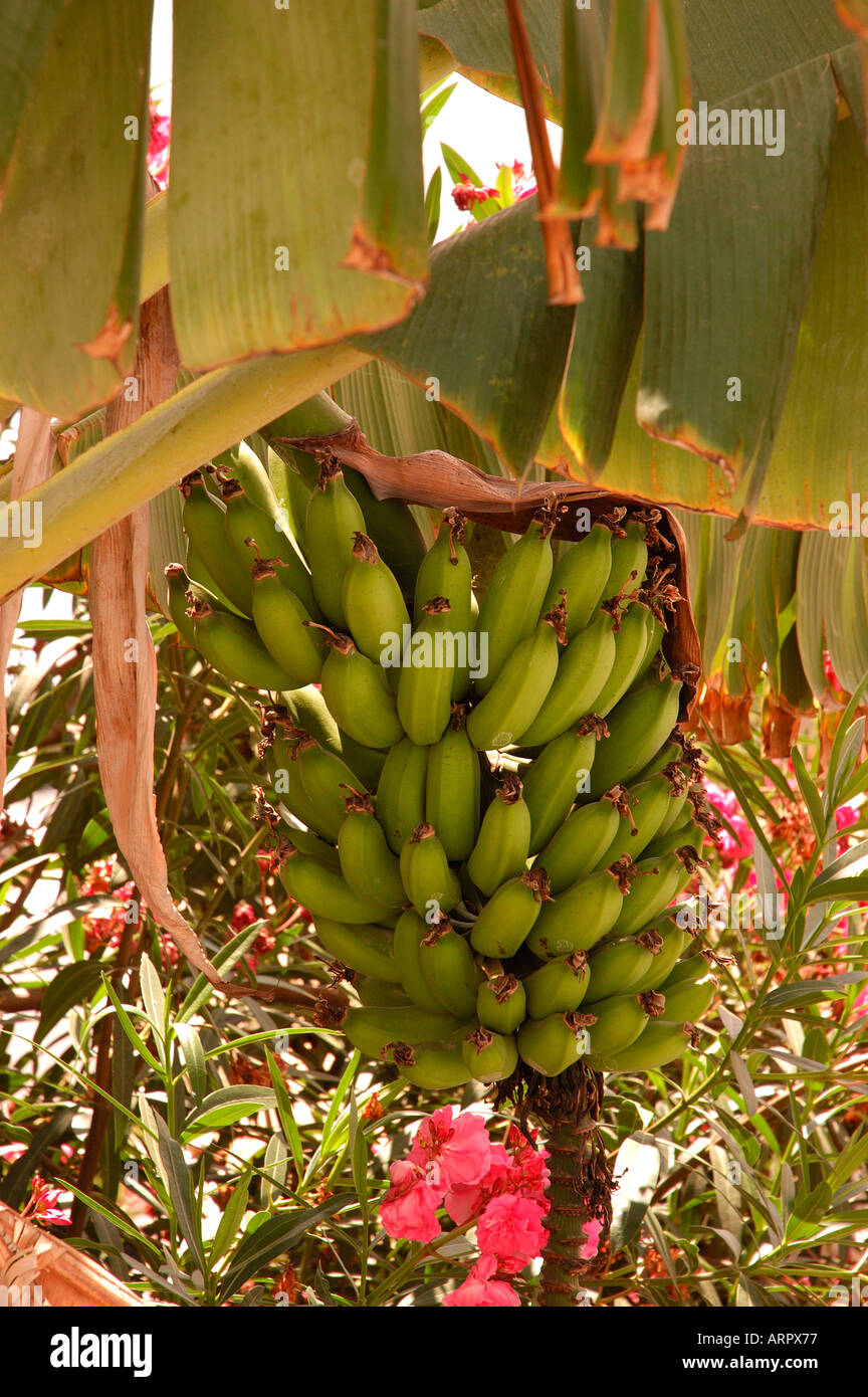 Nahaufnahme von Bananenstauden Musaceae, die auf Bananenstauden wachsen Madeira Portugal EU Europa Stockfoto