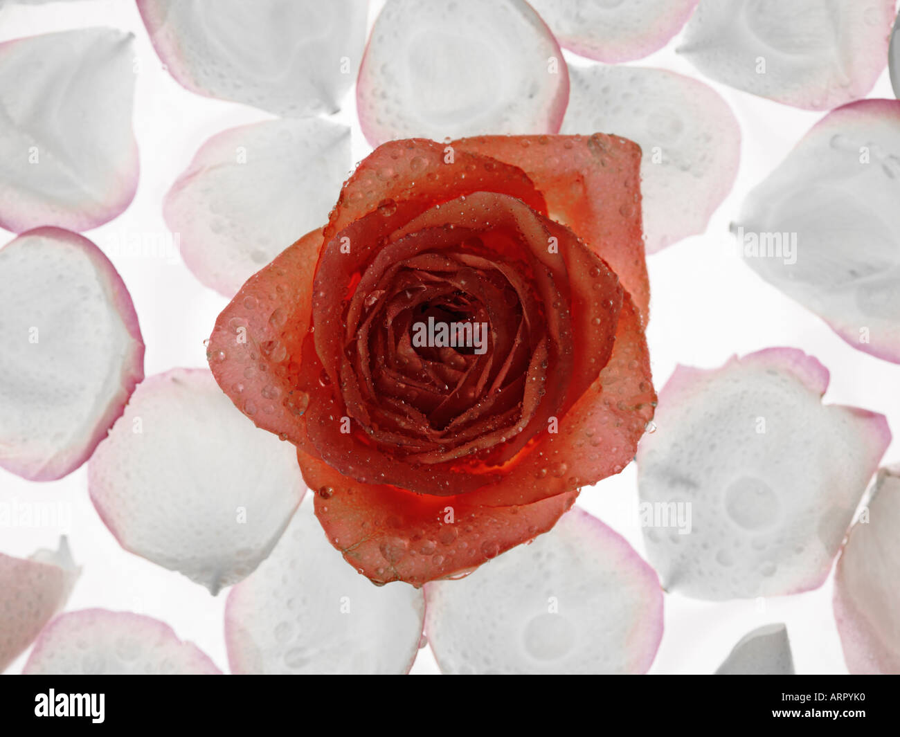 Blüte von einer roten Rose, Schwimmen im Wasser, umgeben von Blüten Stockfoto