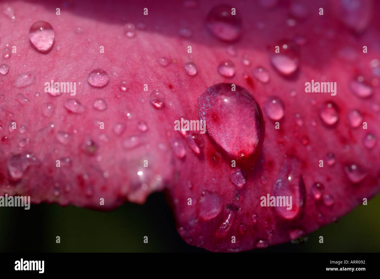 Wassertropfen auf eine Rose nach einem Regenschauer Stockfoto