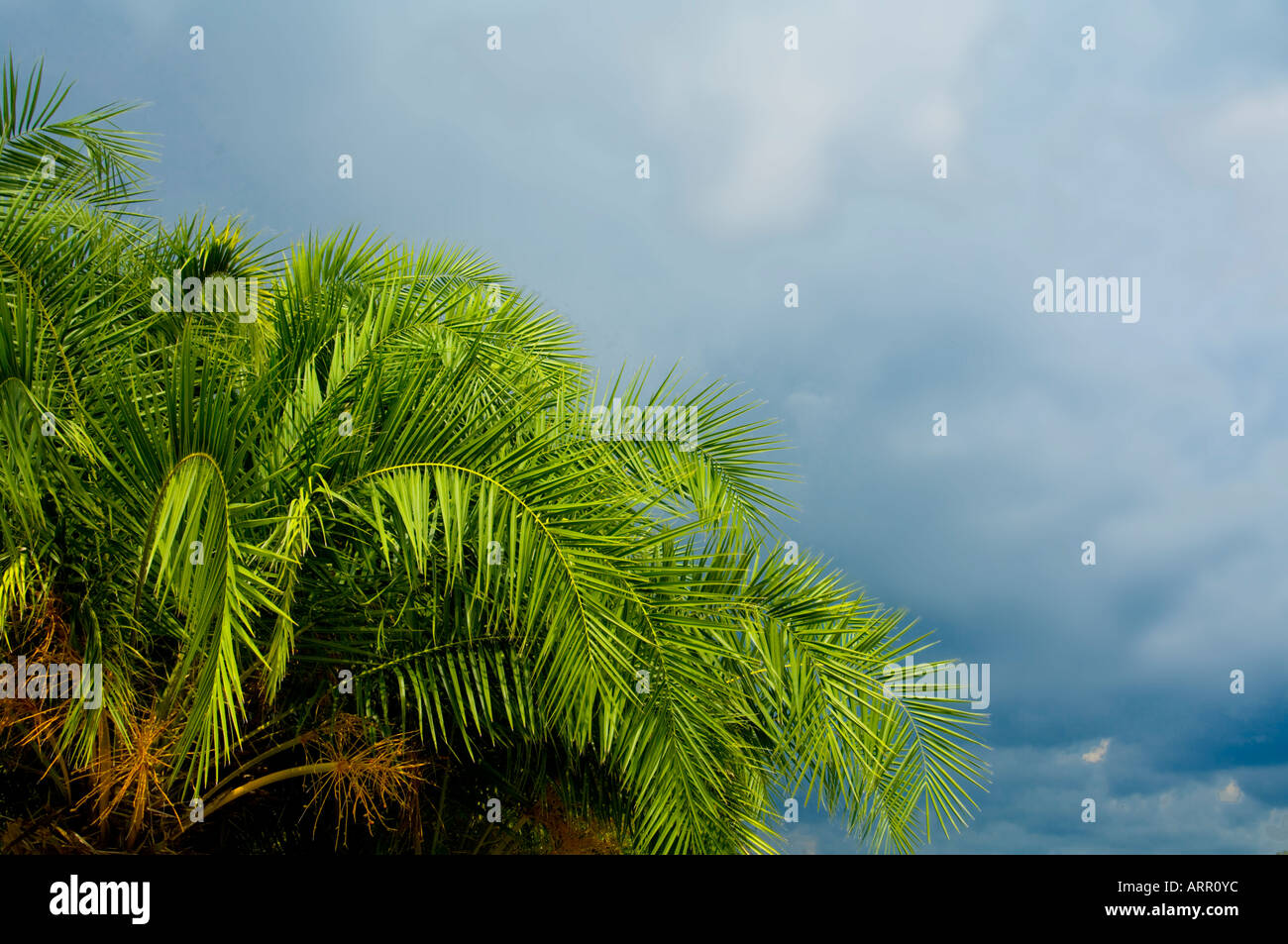 Palmwedel und sammeln Gewitterwolken auf tropischen Insel Stockfoto