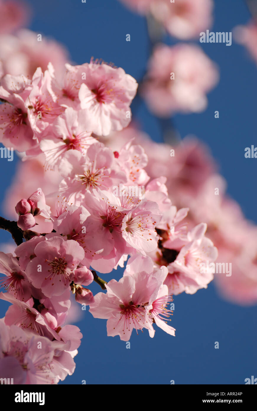Sakura/Cherry Blossom Stockfoto