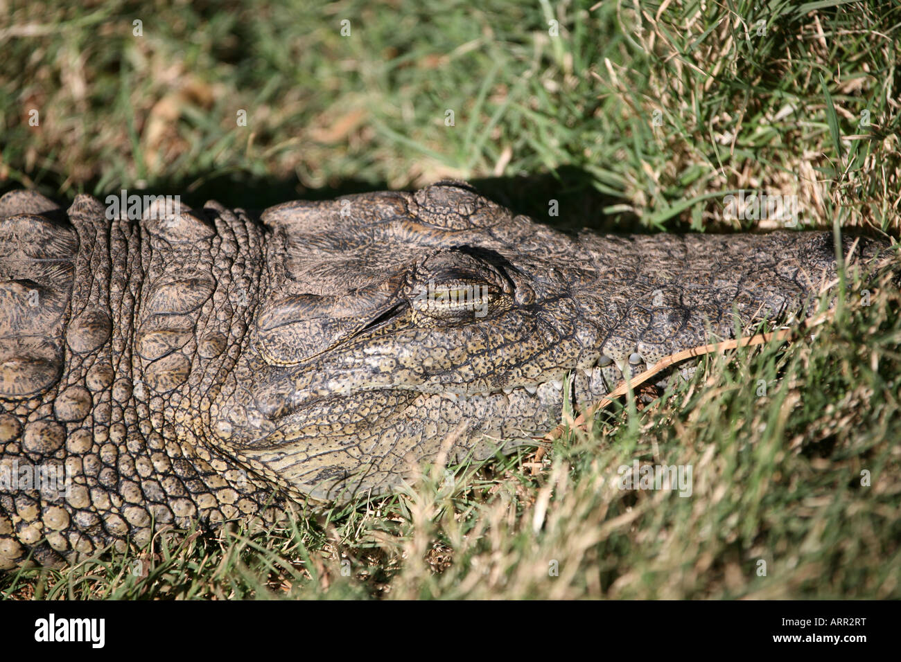 Baby-Krokodil Stockfoto