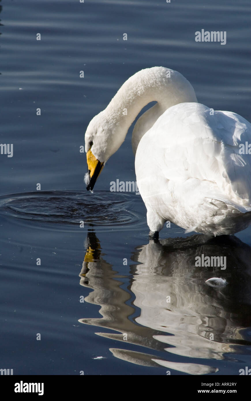 Wilde Whopper Swan [Cygnus Cygnus] Reflexion Stockfoto