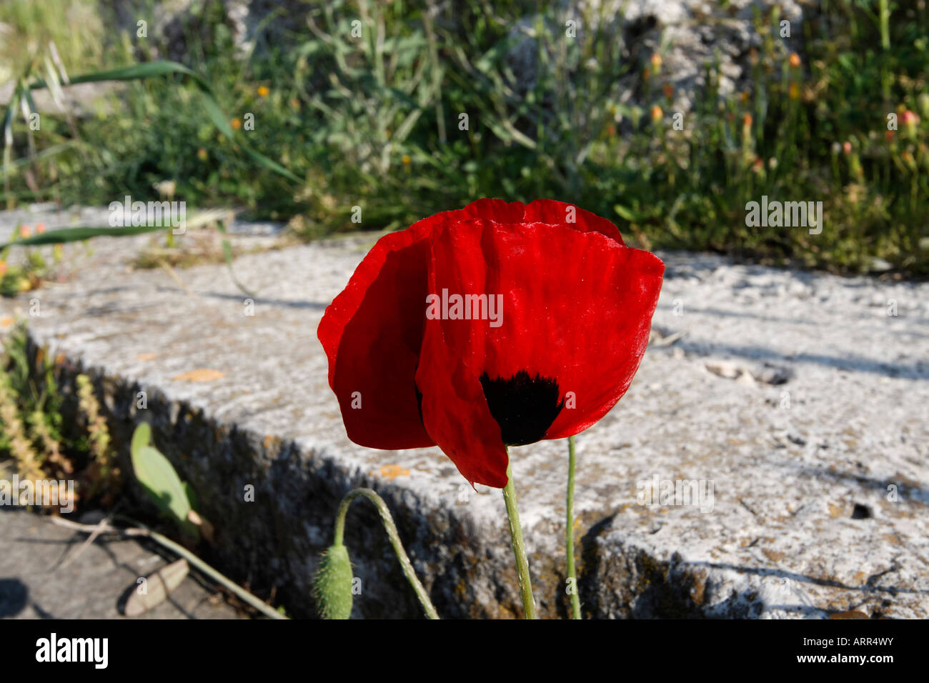 Mittelmeer Mohn, Papaver apulum Stockfoto