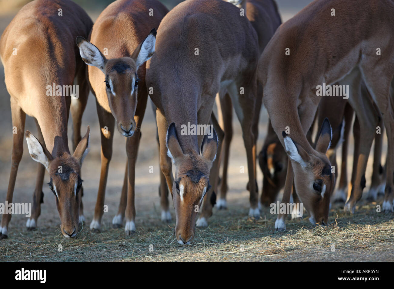 Gruppe von Impala-Antilopen Essen - Aepyceros Melampus Stockfoto
