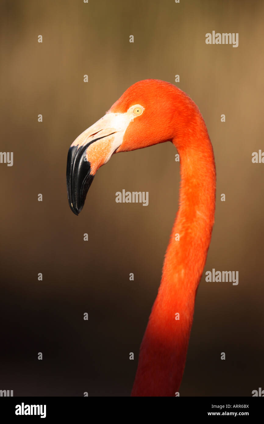 Karibik Flamingo Kopf Closeup im warmen Abendlicht - Phoenicopterus ruber Stockfoto