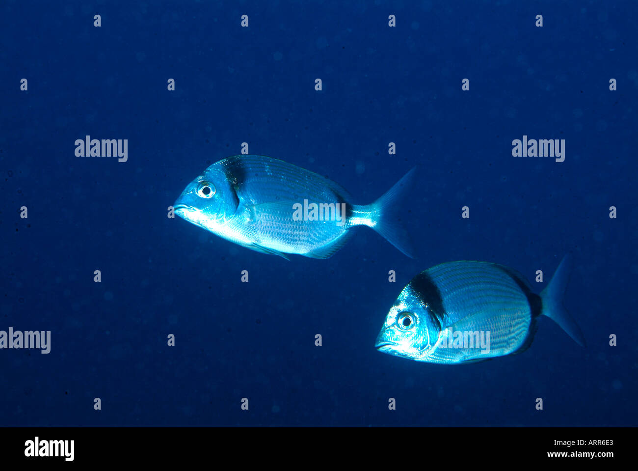 Leben im Meer in das Mittelmeer zwei ringförmige Meerbrassen Stockfoto