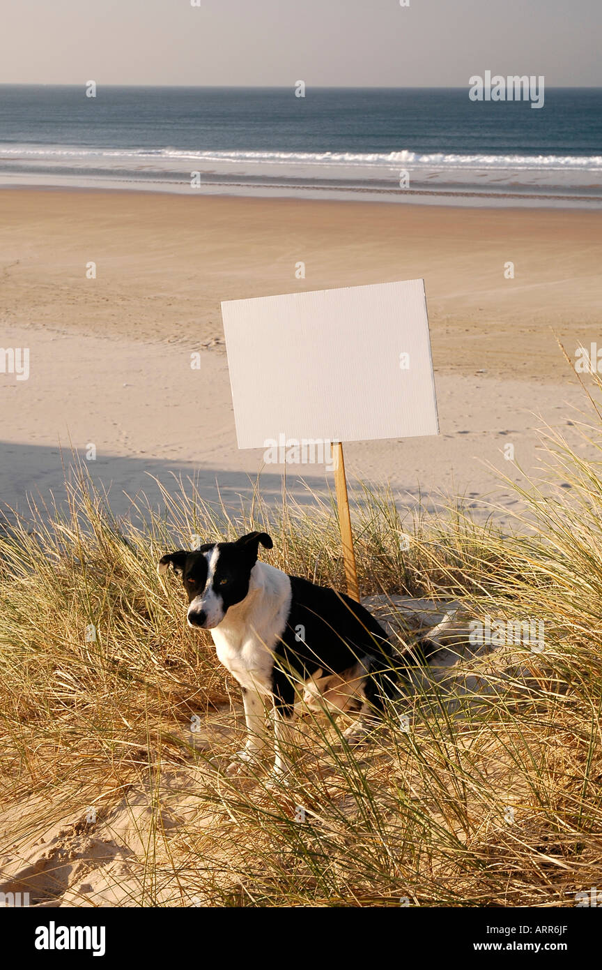 Strand Zeichen zur Miete bereit, dass Holliday verkauft Sie schreiben Sie Ihren text Stockfoto