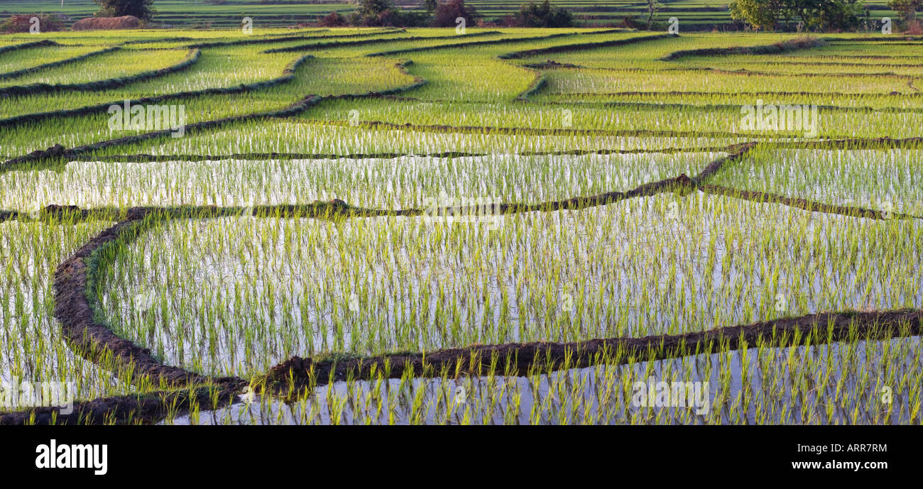 Oryza Sativa. Reisfelder bei Sonnenuntergang in der ländlichen indische Gegend. Andhra Pradesh, Indien. Panorama Stockfoto