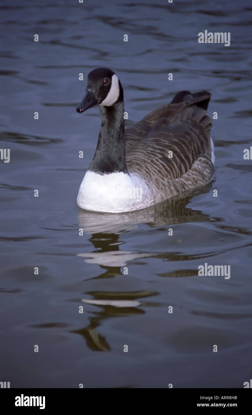 Kanada-Gans auf dem ruhigen Wasser schwimmt Stockfoto