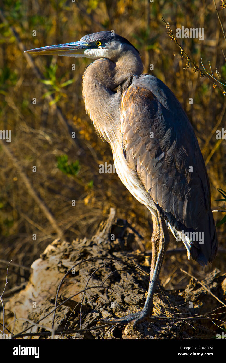Great Blue Heron Ardea Herodias Canyon Lake Riverside County Kalifornien Vereinigte Staaten Stockfoto