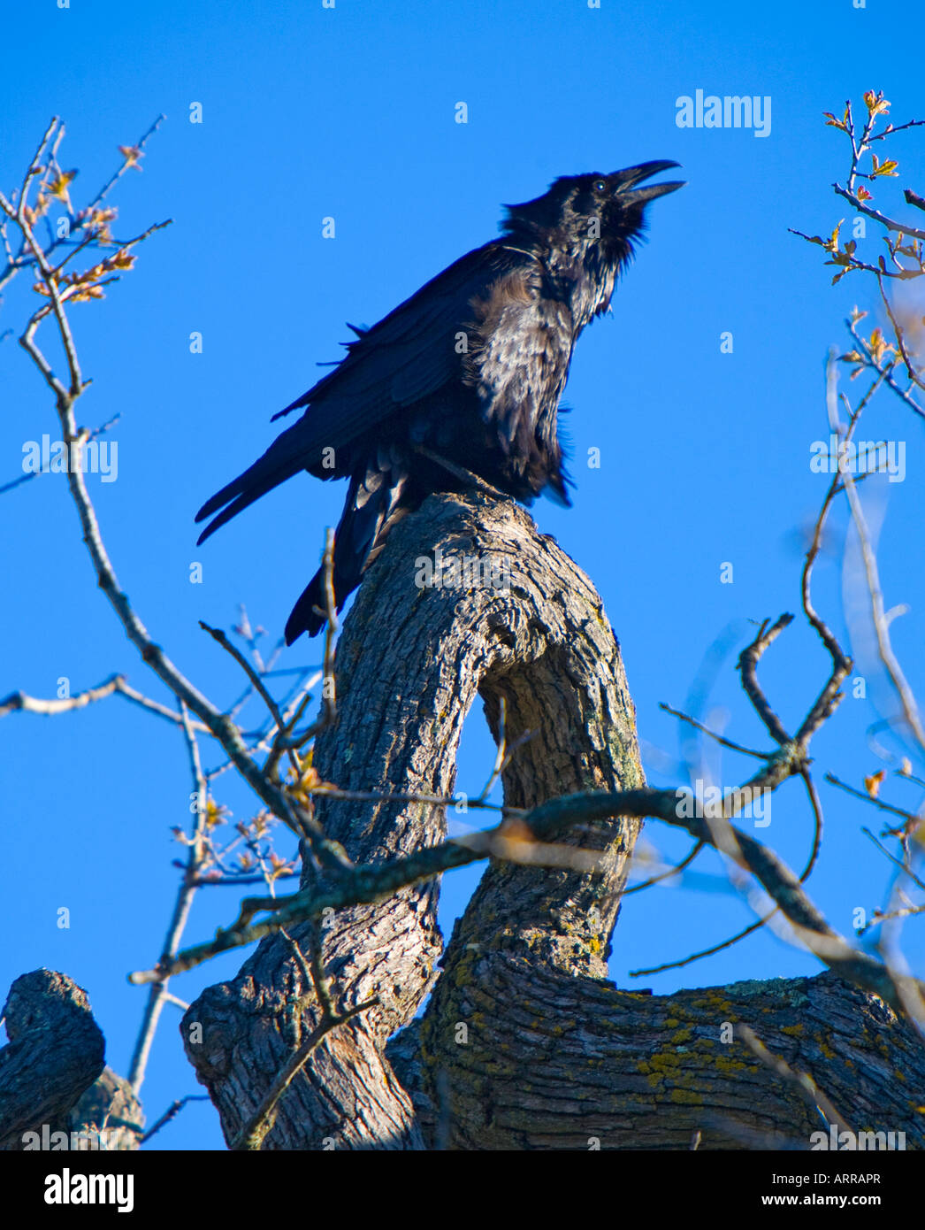 Die gemeinsame Raven-Corvus Corax auch bekannt als die nördlichen Raven In der Santa Rosa Plateau ökologische Reserve Riverside County Cal Stockfoto