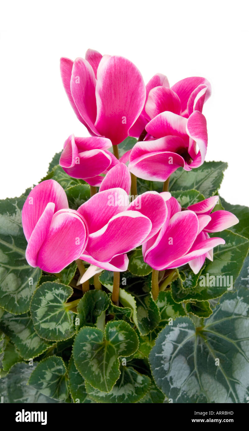 Topfpflanze Primulaceae Cyclamen Persicum neu sortieren CYCLAMEN FANTASIA dunkel rosa Lila lila weiß grün Ausschnitt Stockfoto