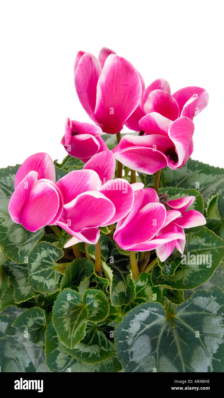 Topfpflanze Primulaceae Cyclamen Persicum neu sortieren CYCLAMEN FANTASIA dunkel rosa Lila lila weiß grün Ausschnitt Stockfoto