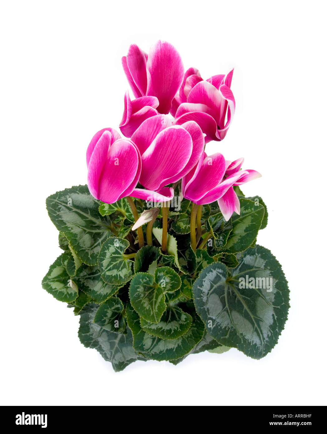 Topfpflanze Primulaceae Cyclamen Persicum neu sortieren CYCLAMEN FANTASIA dunkel rosa Lila lila weiß grün Ausschnitt Stockfoto