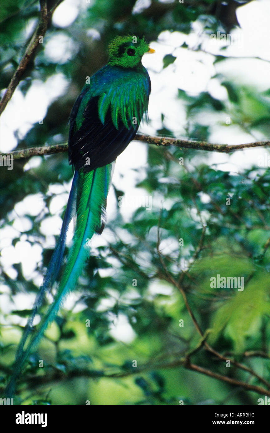 Resplendent Quetzal, Pharomachrus Mocinno, Männlich, Monteverde Cloud