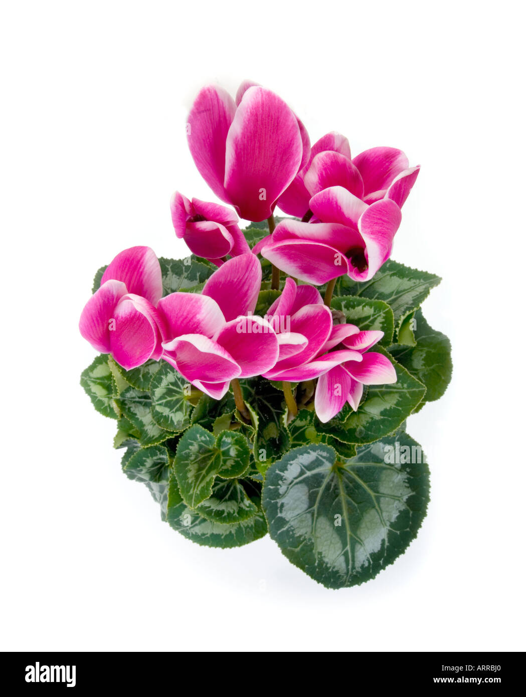 Topfpflanze Primulaceae Cyclamen Persicum neu sortieren CYCLAMEN FANTASIA dunkel rosa Lila lila weiß grün Ausschnitt Stockfoto