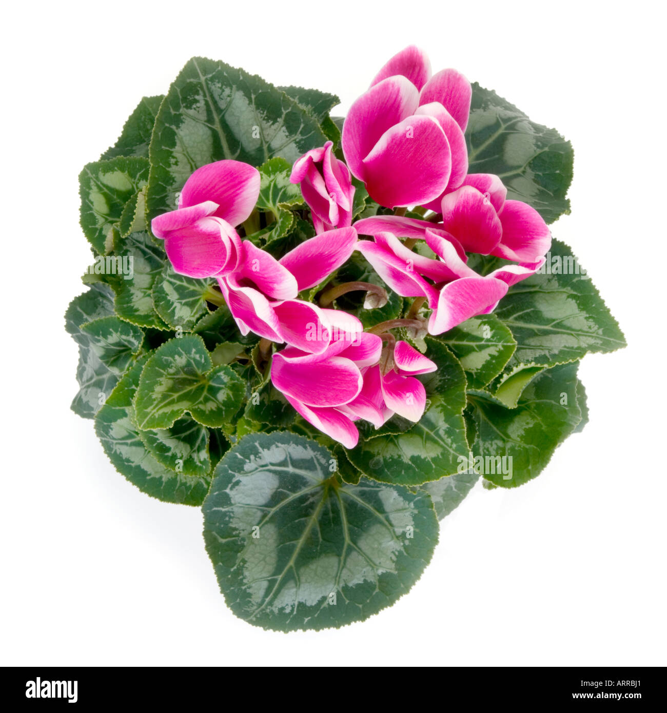 Topfpflanze Primulaceae Cyclamen Persicum neu sortieren CYCLAMEN FANTASIA dunkel rosa Lila lila weiß grün Ausschnitt Stockfoto