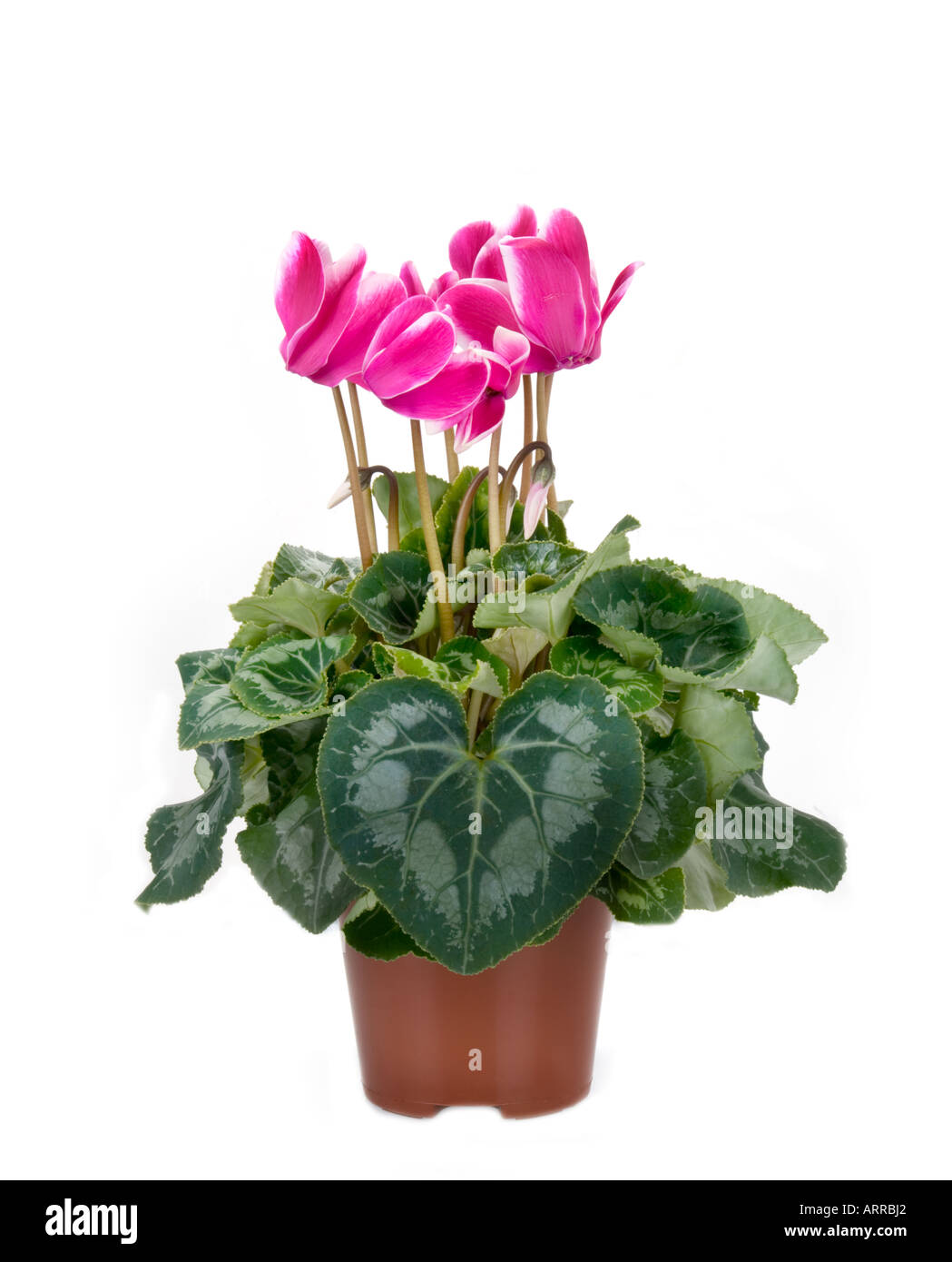 Topfpflanze Primulaceae Cyclamen Persicum neu sortieren CYCLAMEN FANTASIA dunkel rosa Lila lila weiß grün Ausschnitt Stockfoto