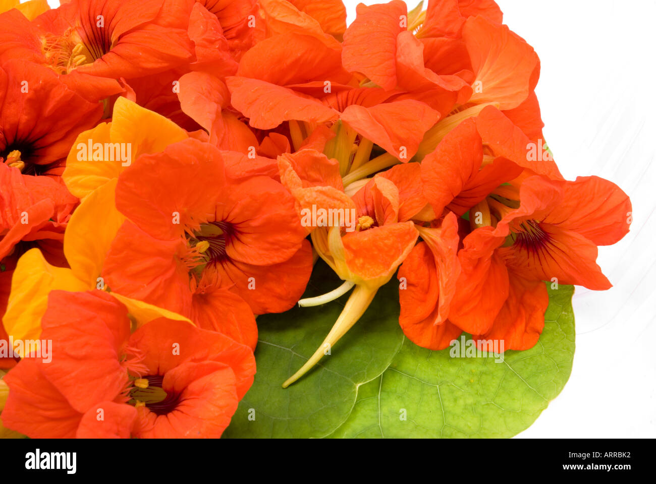 essbare Blumen KRESSE Tropaeolum Majus Nase-Twister Nase Twister Nosetwister Kapuzinerkresse kresse Stockfoto