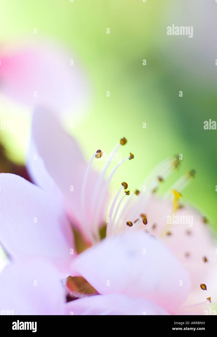 Mandelblüte Stockfoto