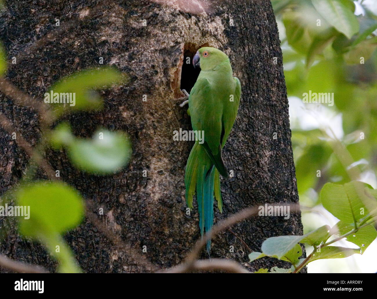 Ein Papagei auf etwas am Baum picken. Stockfoto