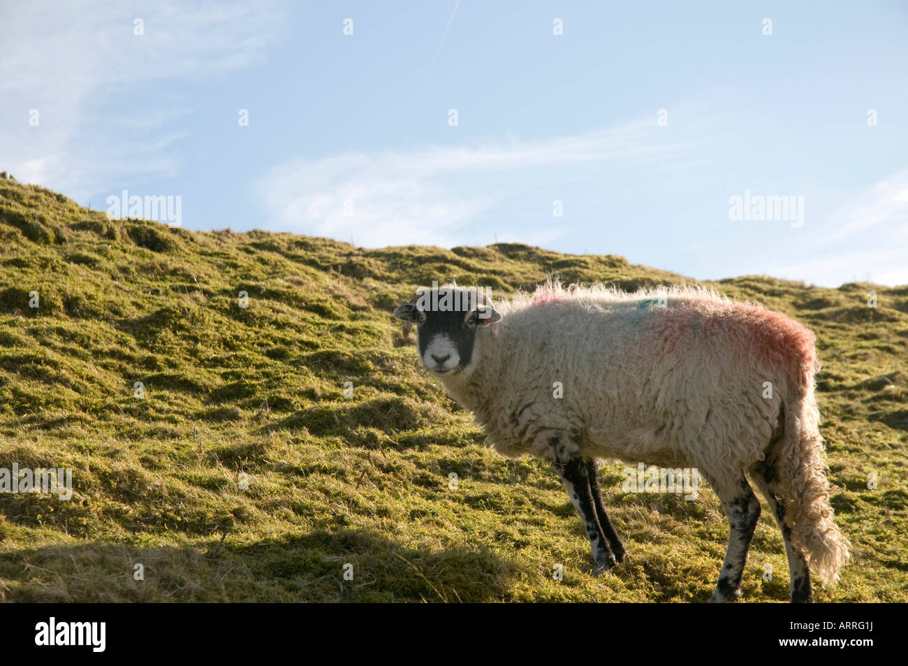 Schafe in Nordengland, Wharfedale, Yorkshire Dales Stockfotografie - Alamy