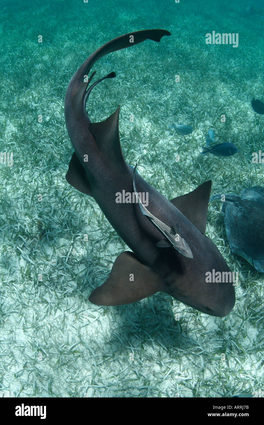 nr1177D. Atlantische Ammenhai, Ginglymostoma Cirratum mit Remora Suckerfish. Belize, Karibik. Copyright Brandon Cole Stockfoto